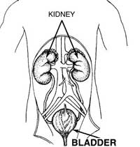bladder_kidney