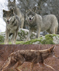 coyote_wolf_s