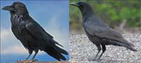 raven_crow