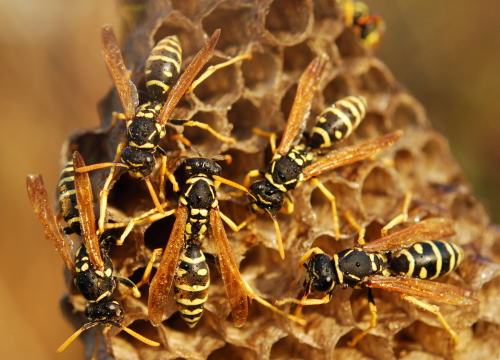 Difference Between Bees and Wasps
