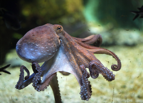Difference Between Squid and Octopus