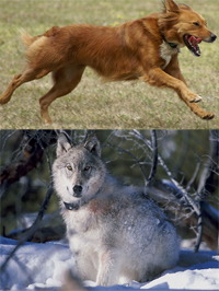 dog-wolf