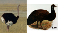 emu-osterich