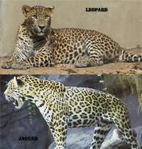 jaguar-leopard