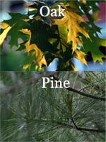 oak-vs-pine_s
