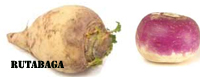 rutabaga-turnip