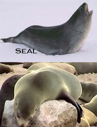 seal_sea-lion