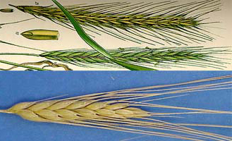 wheat-rye