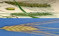 wheat-rye1