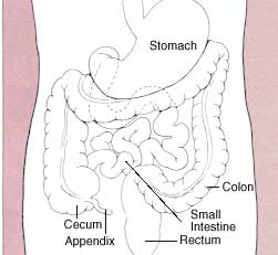 human-digestive-system1