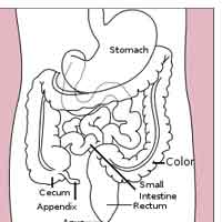 small-intestine