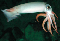 squid-white