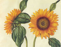 sunflower-butter