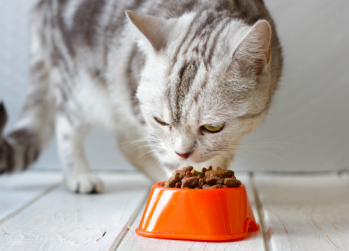 Difference Between Dog and Cat Food (1)
