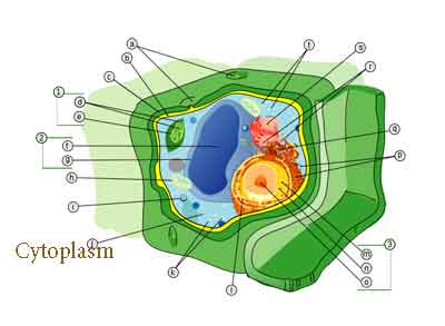 cytoplasm-plantcell400