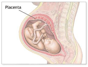 placenta-pd