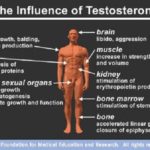 Difference Between Steroid and Testosterone-1