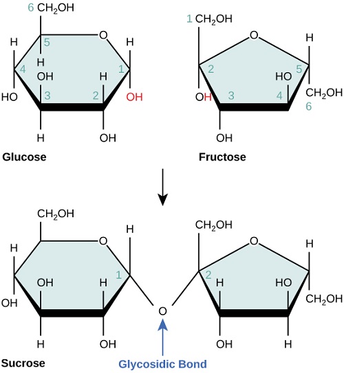Differences Between Glucose and Sucrose