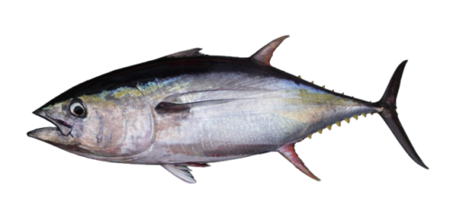 Difference Between Ahi Tuna and Yellowfin Tuna-1