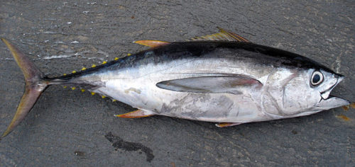 Difference Between Ahi Tuna and Yellowfin Tuna