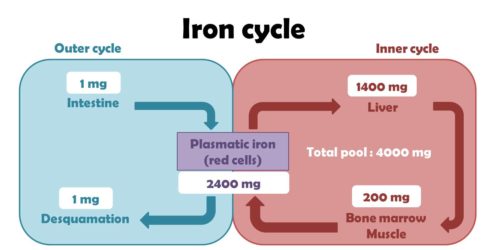 Difference Between Iron and Ferrous Sulfate