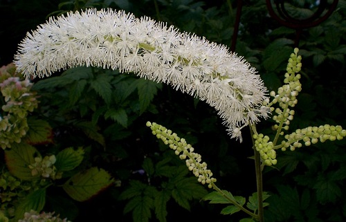 Difference Between Blue Cohosh and Black Cohosh-1