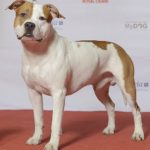 Difference Between Pitbulls and American Staffordshire Terriers-1