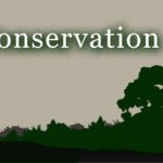 Difference Between Conservation and Preservation