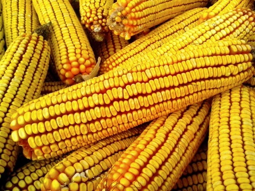 Difference Between White and Yellow Corn-1