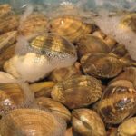 Difference Between Mussels and Clams-1