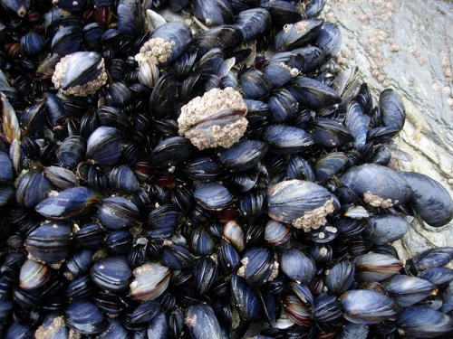 Difference Between Mussels and Clams