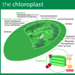 Difference Between Chlorophyll and Chloroplasts-1