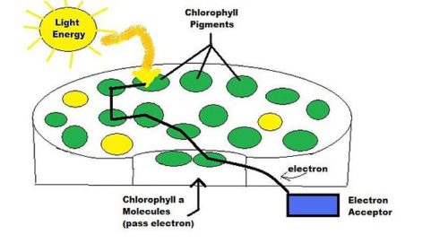 Difference Between Chlorophyll and Chloroplasts