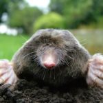 Difference Between Gopher and Mole-1