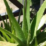 Difference Between Aloe and Aloe Vera-1