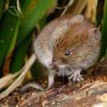Difference Between Mole and Vole-1