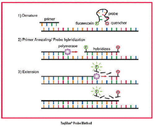 Difference Between RT-PCR and QPCR-1
