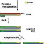 Difference Between RT-PCR and QPCR