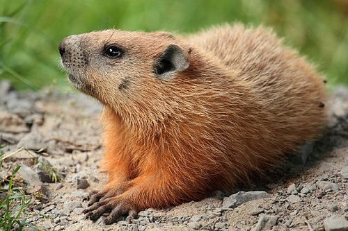 Difference Between Groundhog and Woodchuck