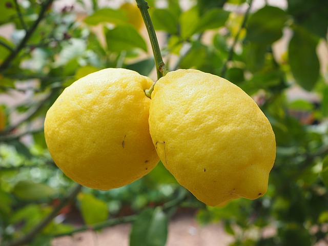 Differences Between Lemon and Citron