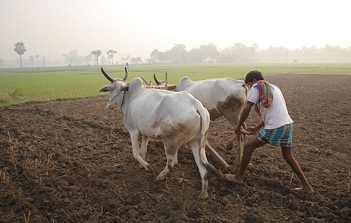 640px-Ploughing_with_cattle_in_West_Bengal