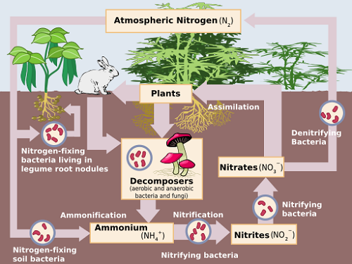 DIFFERENCE BETWEEN NITRIFICATION AND DENITRIFICATION