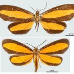 The Difference between Batesian and Mullerian mimicry
