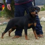 Difference between German and American Rottweilers