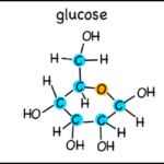 Difference between xylose and glucose
