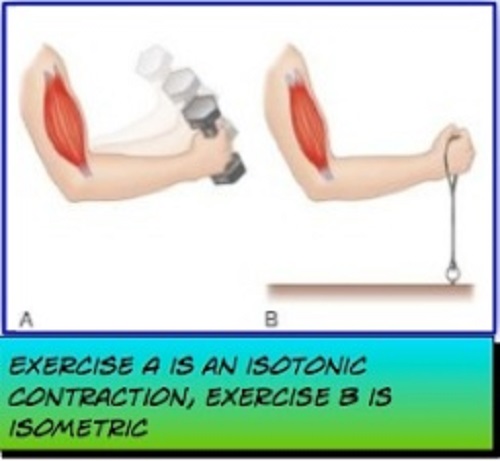 Difference between isometric and isotonic contractionsDifference between isometric and isotonic contractions