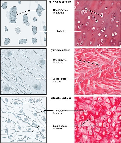 Difference Between Hyaline and Elastic Cartilage