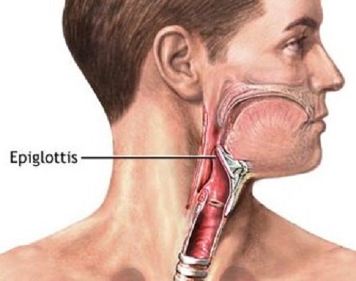 Difference between uvula and epiglottis-1