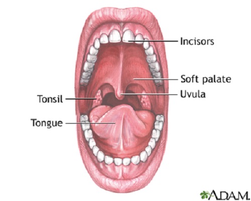 Difference between uvula and epiglottis