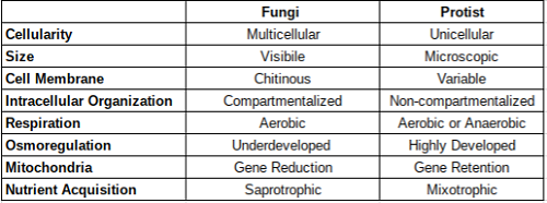 Difference Between Protists and Fungi-1